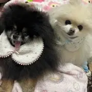 さや