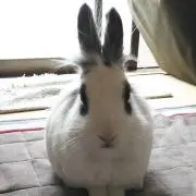 ウサビッチャ
