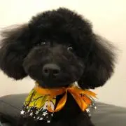 ジェニの画像