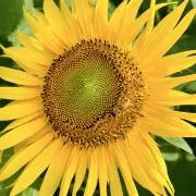ぴーす٩( ´ω` )وの画像