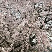 さくら
