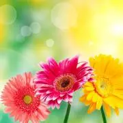 Flowerの画像
