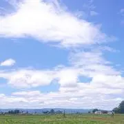 さくらもちの画像