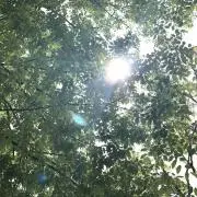 ♡フラワー♡断捨離の画像