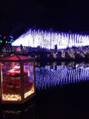 金魚