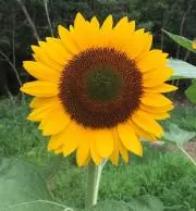もろぴぃ