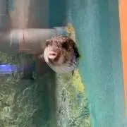 のすの画像