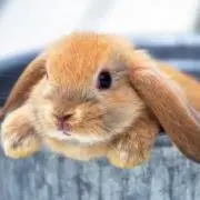 ぴーちゃんの画像