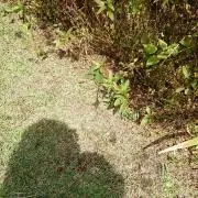 ちっち