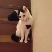 CAMUの画像