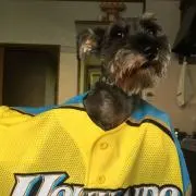 やーき