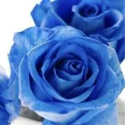 Blue powerの画像