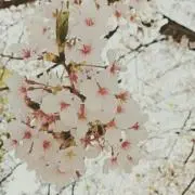 tomoの画像