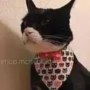 ilmicioの画像