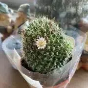 あきの画像