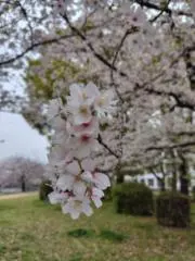 さくらの画像