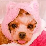 ブ〜