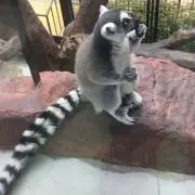 まりもっち
