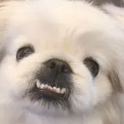 おマメ