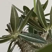 ニクニクの画像