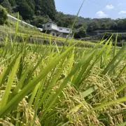 コロコロの画像