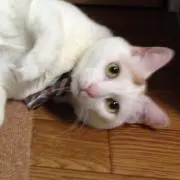 ちゃあしゅう
