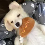 Mochabearの画像