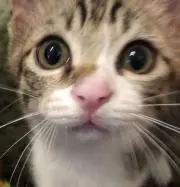 うめちゃんの画像