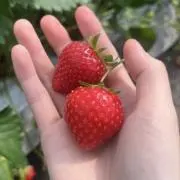 ほの画像