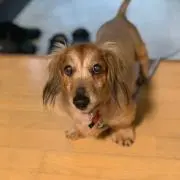 あきの画像