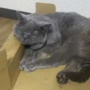 のぶぴんの画像