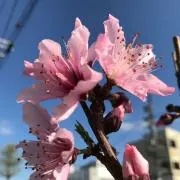 nino  （300円は２つで350円）の画像