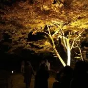 宮沢の画像