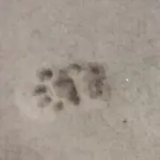 ㅇ_ㅇの画像