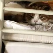 わさびさ