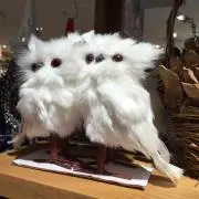 ぴーちゃんの画像