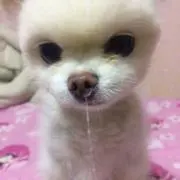 柴♥