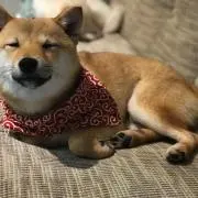 minamiの画像
