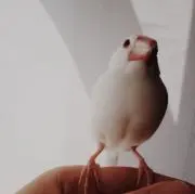 kitaの画像