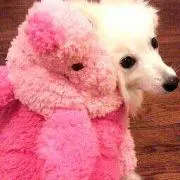 ♡みぃ(´・ω・`の画像