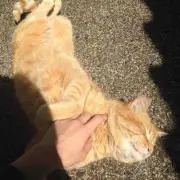 ばしば