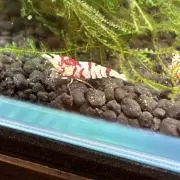 優裟着←うさぎ