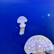 那須とまとの画像