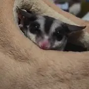 Momoの画像