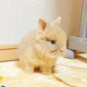 まいちゃんの画像