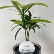 イヌマキの画像