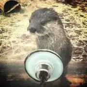 カワウソ
