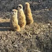 siwa39の画像