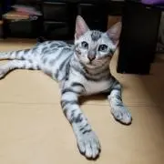 ☆ジンガル☆同時☆購入200～500円割の画像