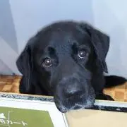スィートポテト